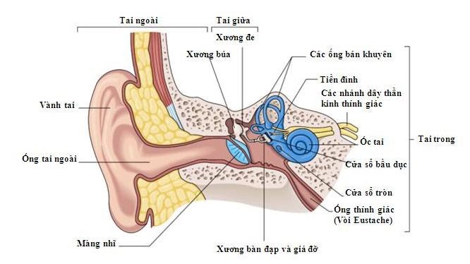 cấu tạo của tai