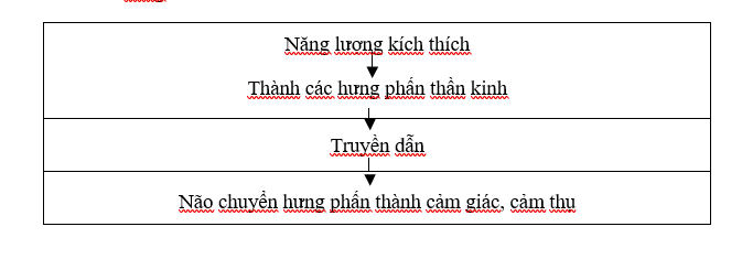 cơ chế hưng phấn thành cảm giác